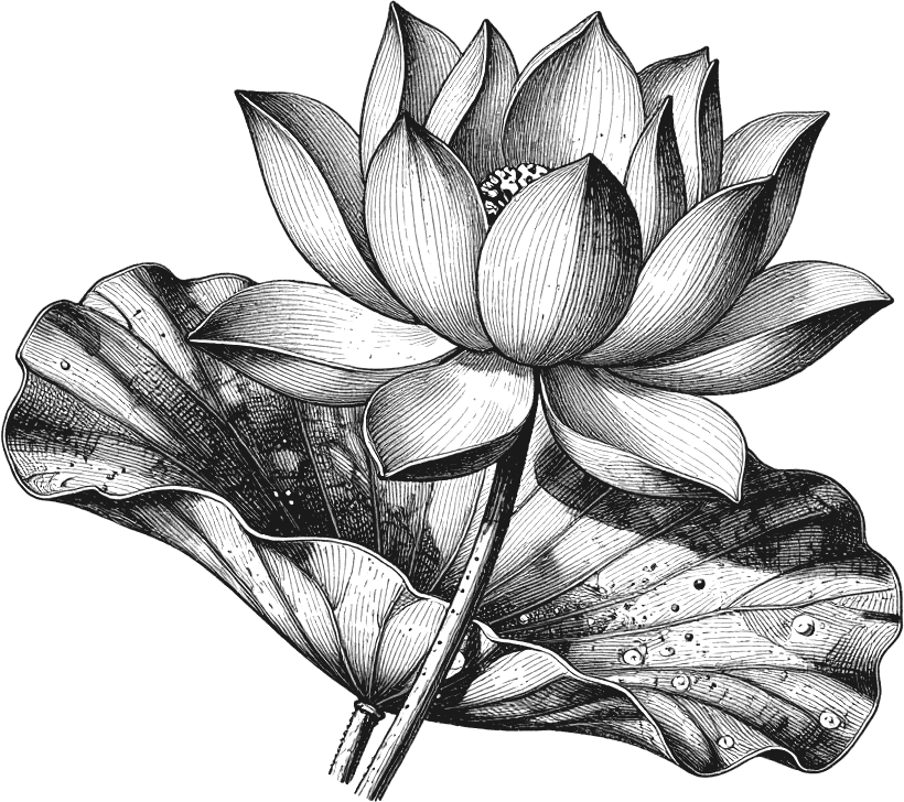 Engraving of a lotus flower